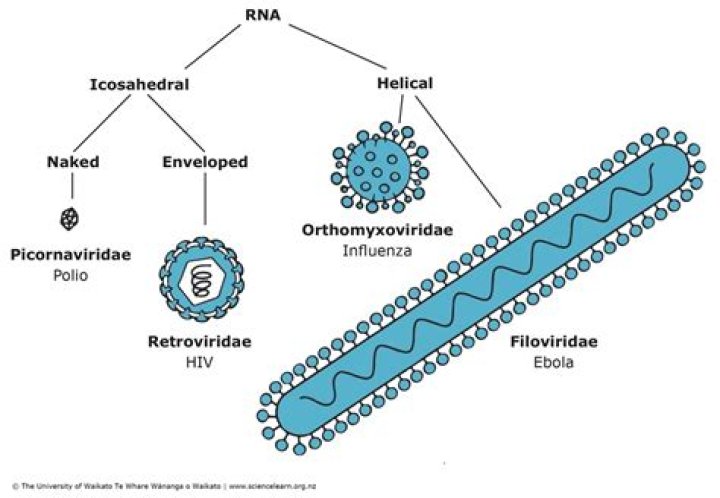 Do viruses only affect the hard drive?