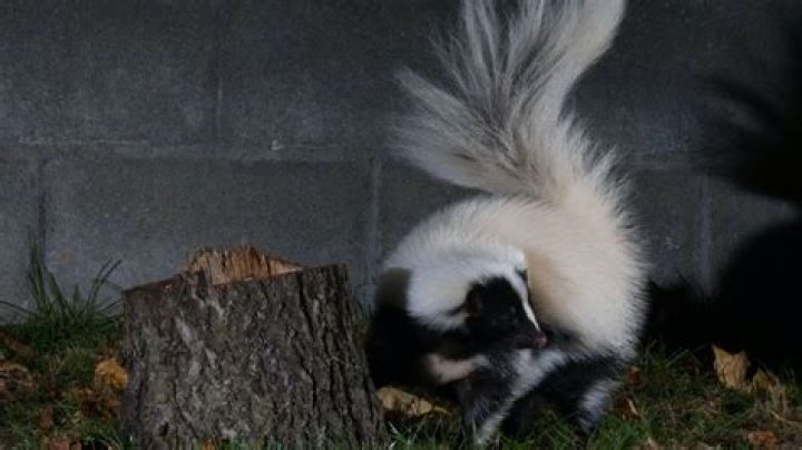 Do we have skunks in England?