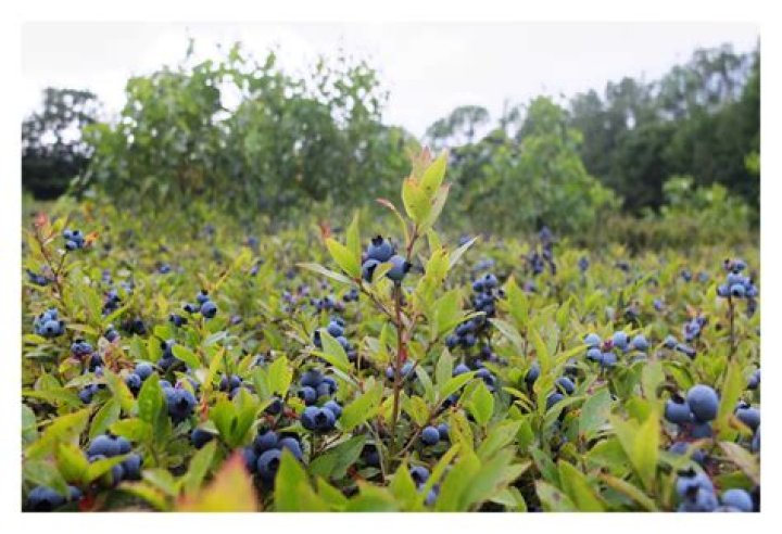 Do wild blueberries grow in Colorado?
