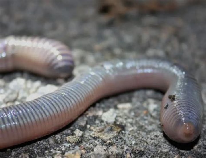 Do worms have eyes?