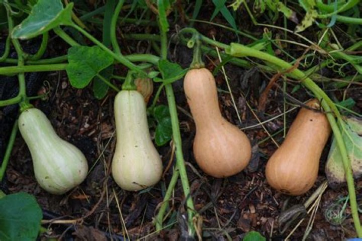 Do yellow squash have seeds?