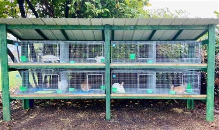 Do you have to put bedding in a rabbit cage?