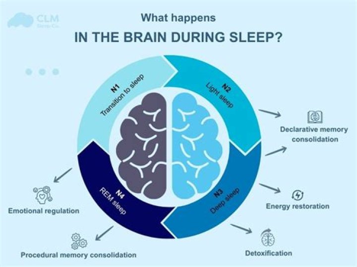 Do you need a brain to sleep?