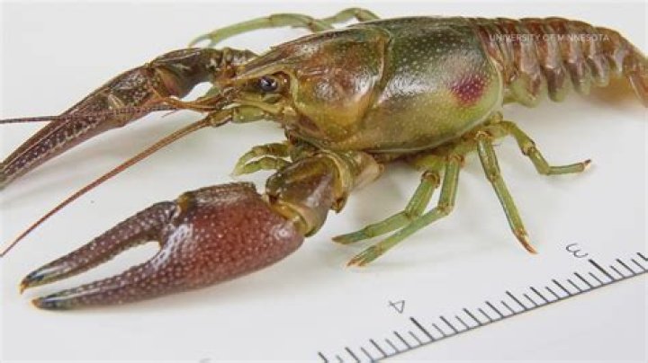 Does a crayfish have a brain?