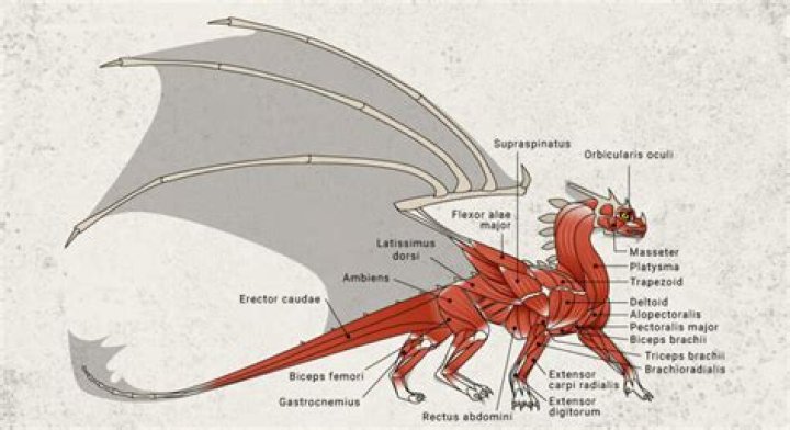 Does a dragon have arms?