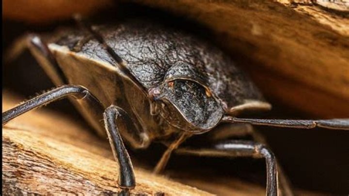 Does Atlanta have a lot of bugs?