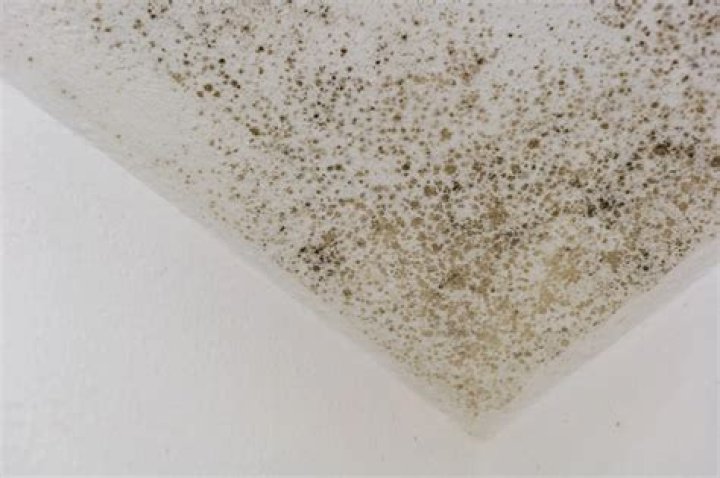 Does bleach kill fungus on surfaces?