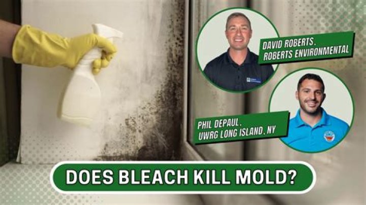 Does bleach kill mold on drywall?