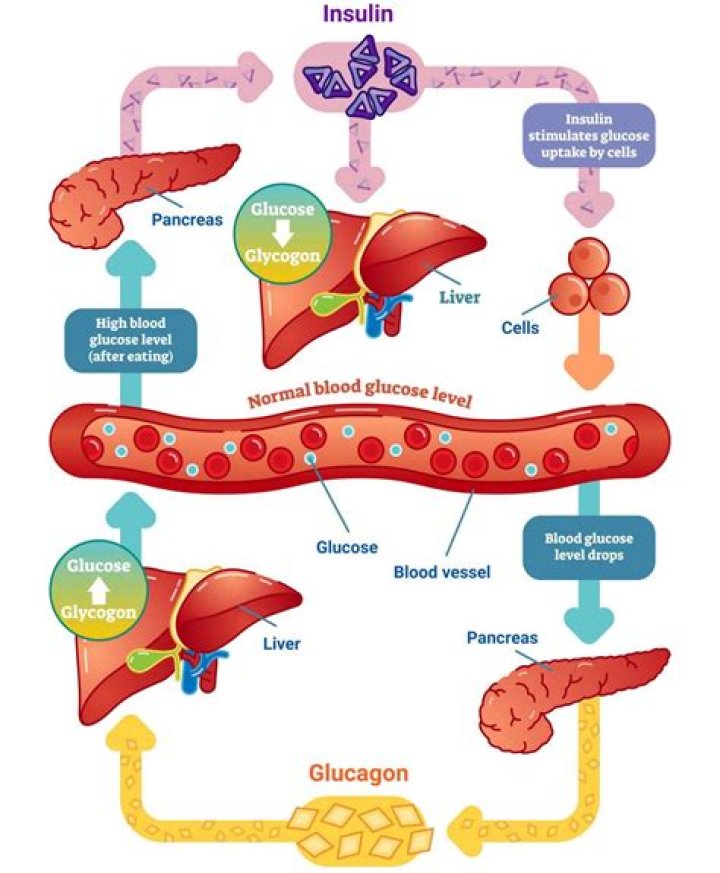 Does blood glucose increase after exercise?