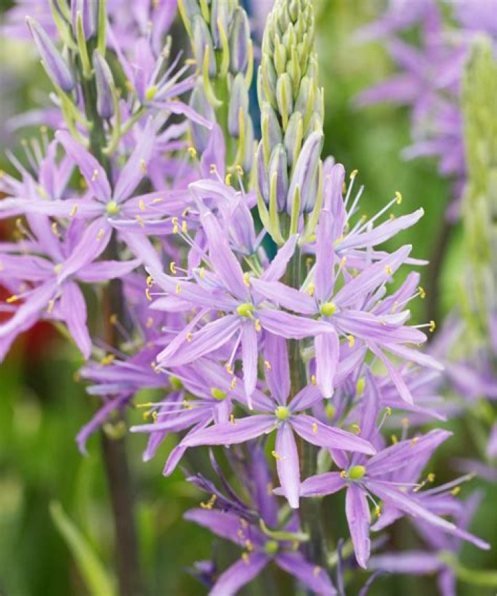 Does Camassia grow shade? | ContextResponse.com