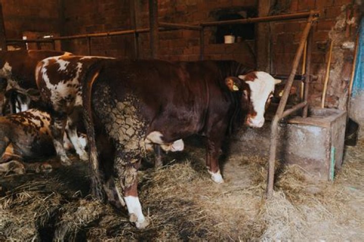 Does cooking beef kill mad cow disease?
