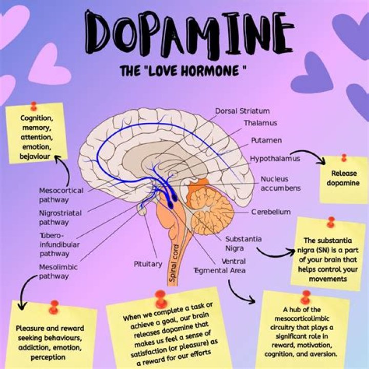 Does dopamine cause depression? | ContextResponse.com