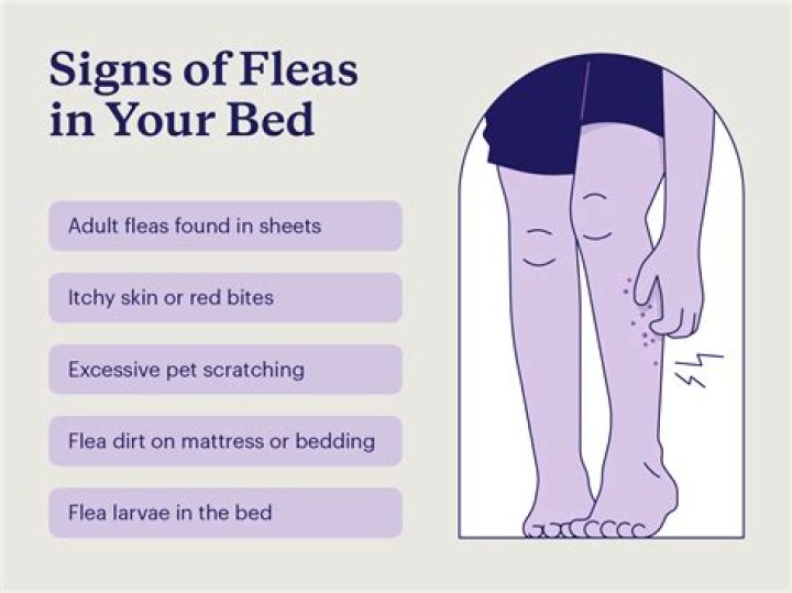 Does fumigation get rid of fleas?