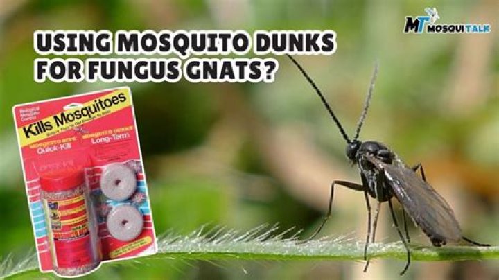 Does garlic water repel mosquitoes?