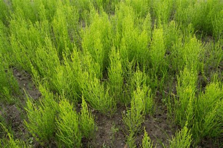 Does horsetail contain silica? | ContextResponse.com