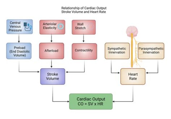 Does hypertension cause decreased cardiac output?