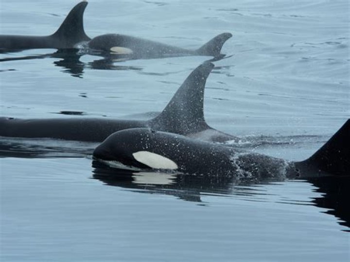Does marine world still have orcas?