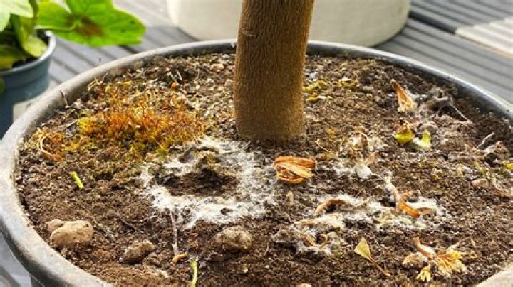 Does milk kill fungus on plants?