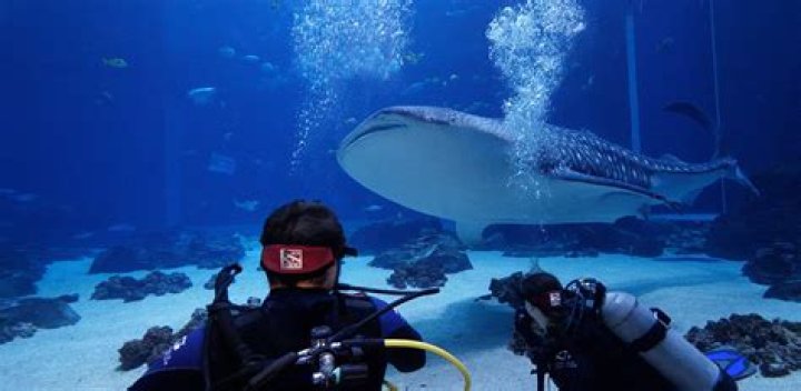 Does Monterey Bay Aquarium have whale sharks?
