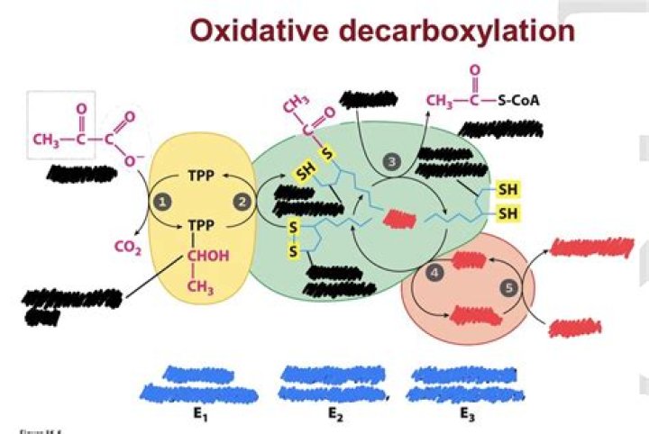 Does oxidative decarboxylation of pyruvate synthesize ATP?