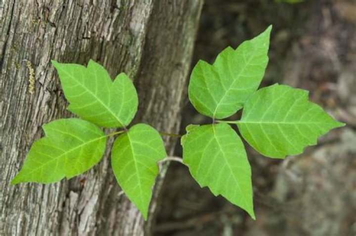 Does poison oak have vines?
