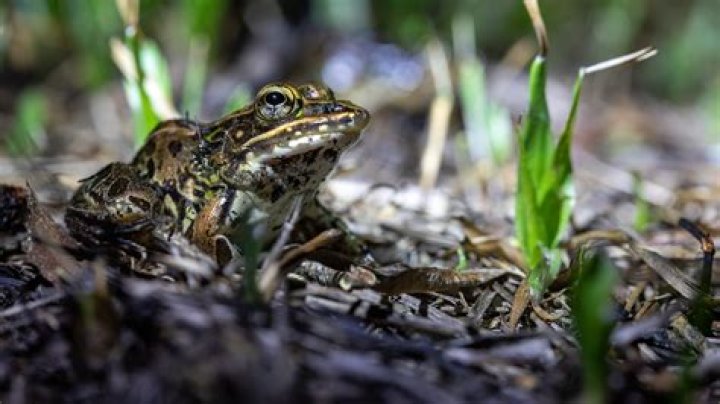 Does pool water hurt frogs?