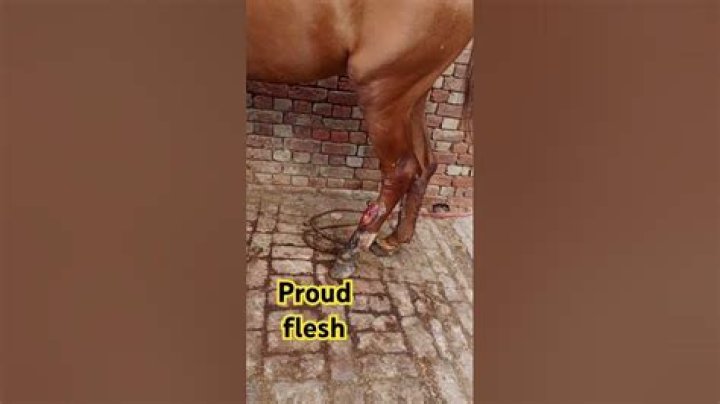 Does Proud Flesh go away?