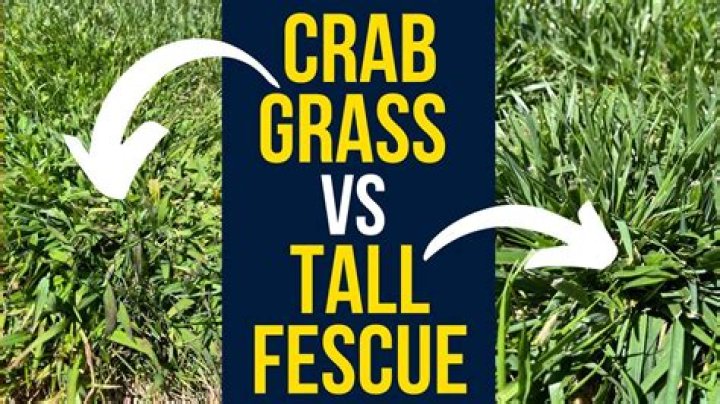 Does tall fescue look like crabgrass?