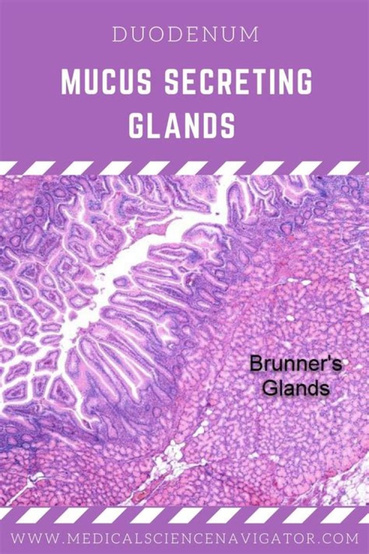 Does the pancreas secrete mucus?