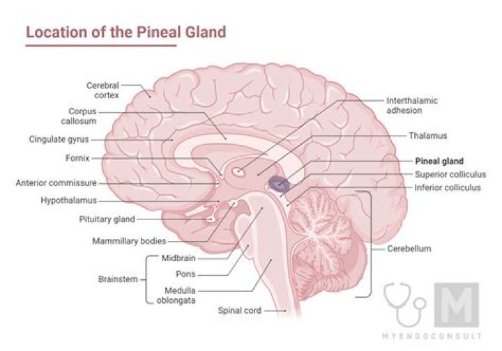 Does the pineal gland have a lens?