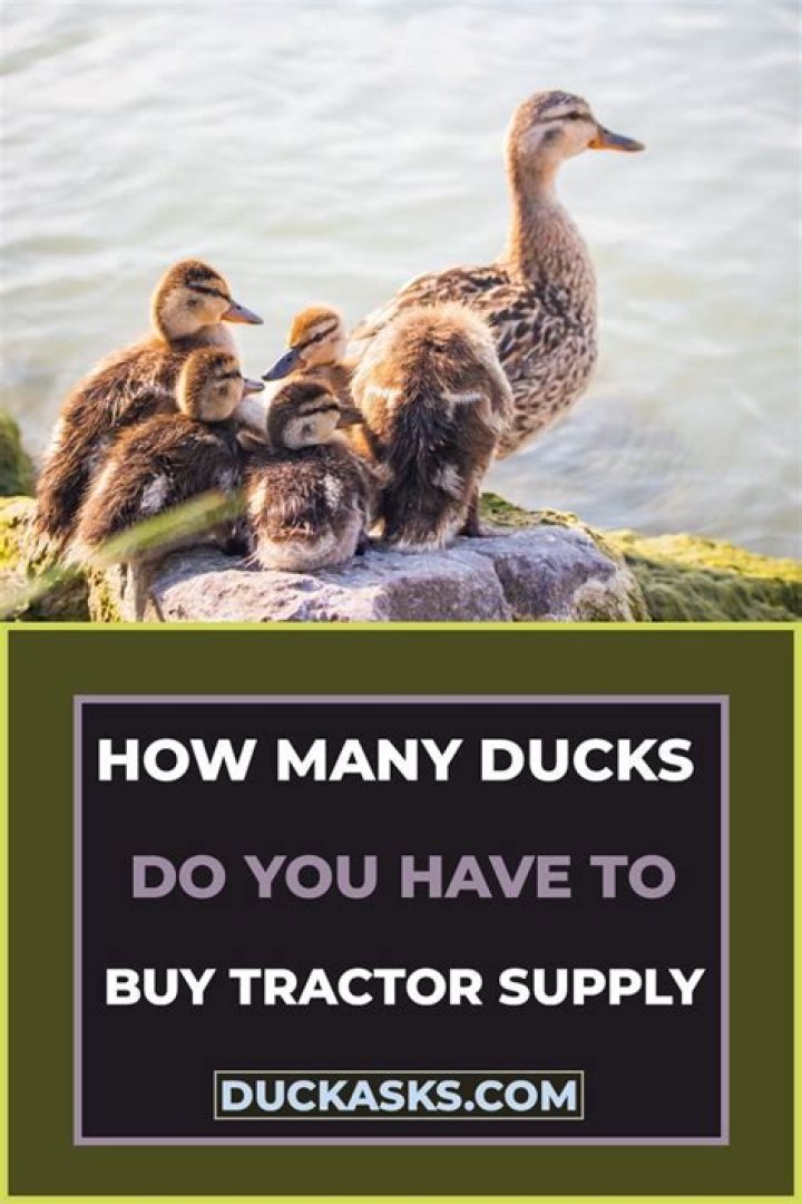 Does Tractor Supply sell ducklings?