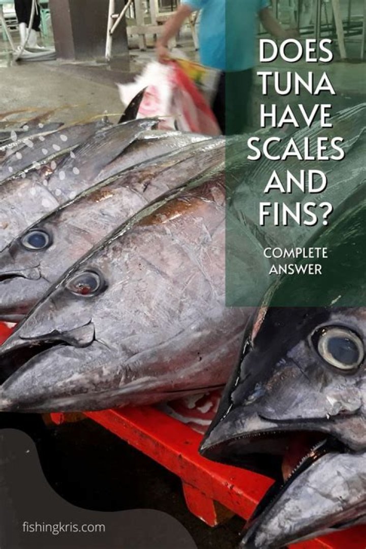 Does tuna fish have fins and scales?