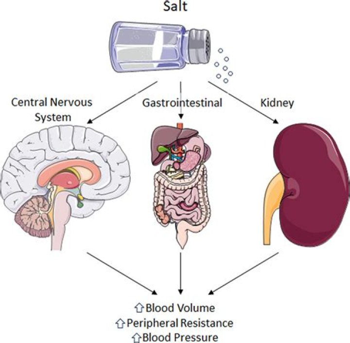 Does water Follow salt in body?