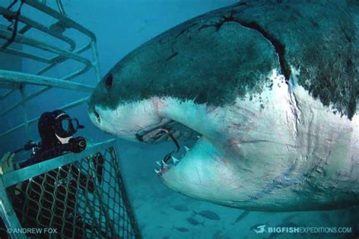 Has a shark diving cage broken?