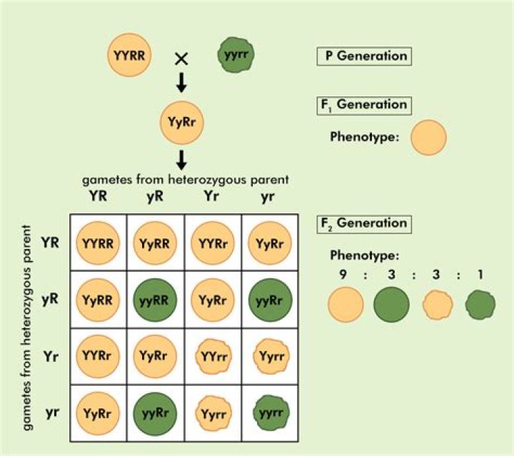 How are phenotypes determined? | ContextResponse.com