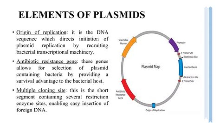 How are plasmids used in biotechnology quizlet?