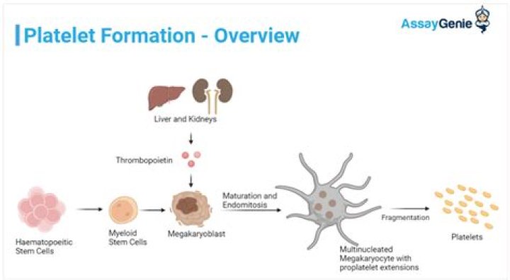 How are platelets formed?