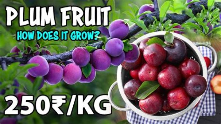 How are plums supposed to taste?