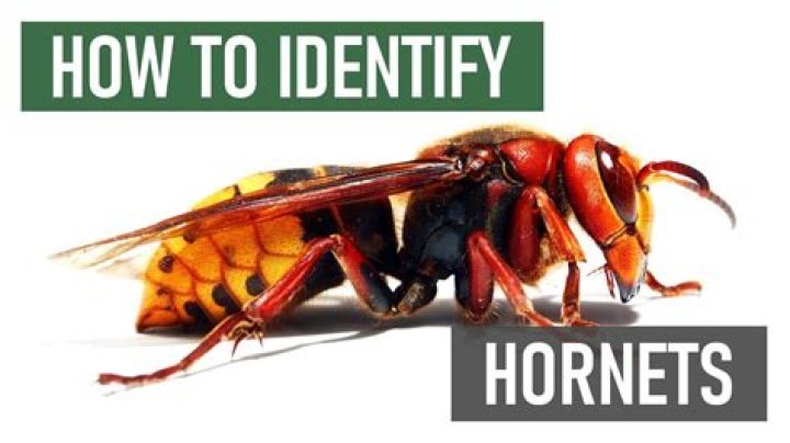 How Bees Kill Hornets?