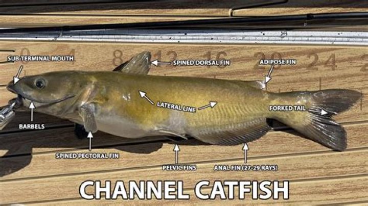 How big do a catfish get?