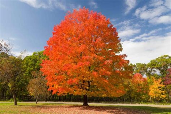 How big do Canadian maples grow?