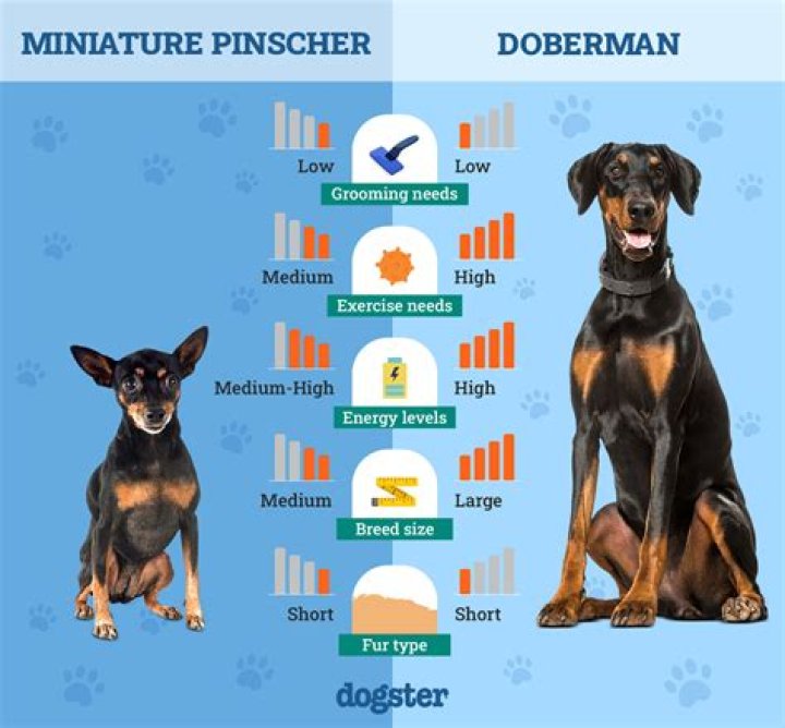 How big do Doberman pinschers grow?