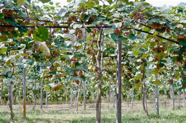 How big do kiwi plants get?