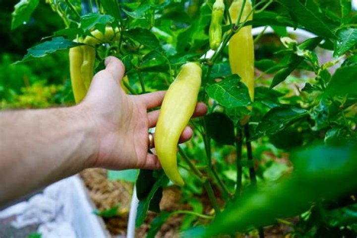 How big do purple peppers get?
