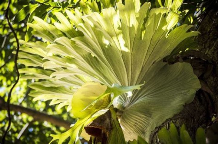 How big do staghorn ferns get?