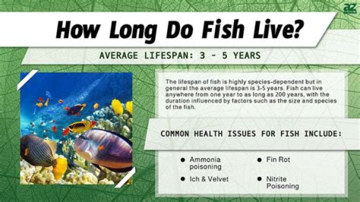 How big does a fish have to be to keep in Florida?
