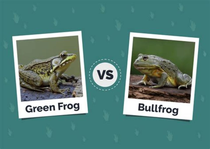 How big is a bullfrog tadpole?
