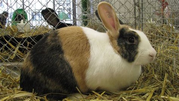 How big is a Harlequin Rabbit?