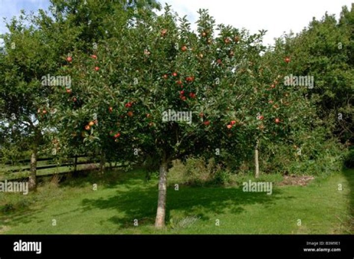 How big is a standard apple tree?