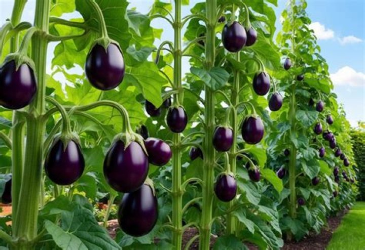 How big is an eggplant?
